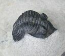 Nice Pseudocryphaeus (Cryphina) Trilobite - #20406-2